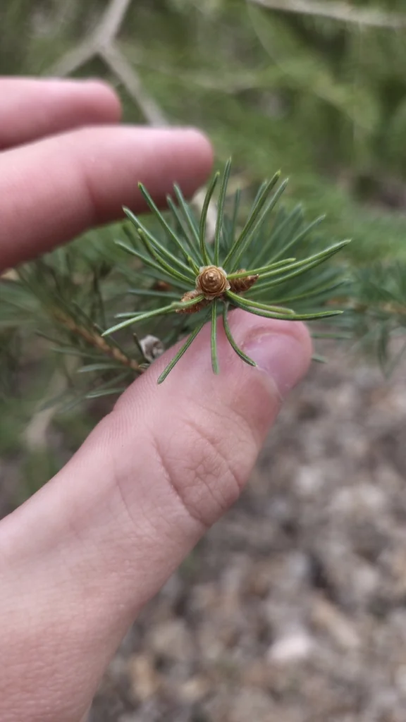 Picea Glauca