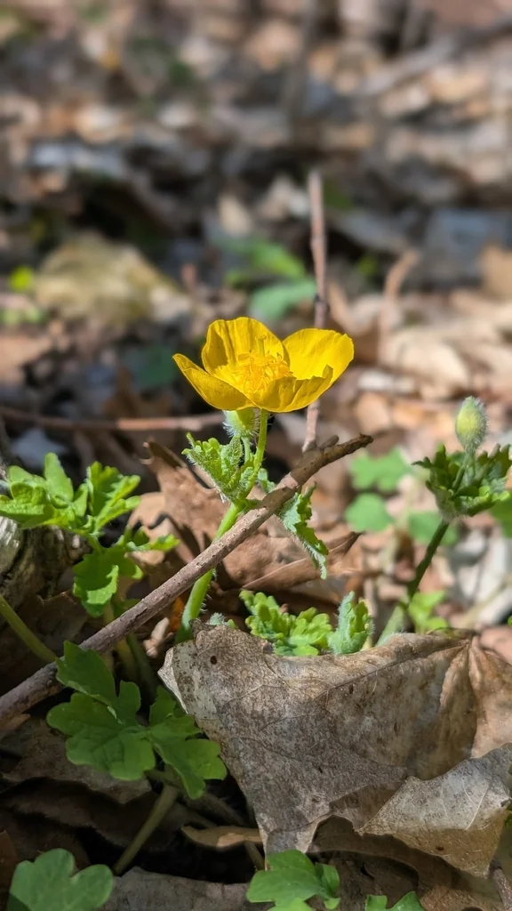 Stylophorum Diphyllum