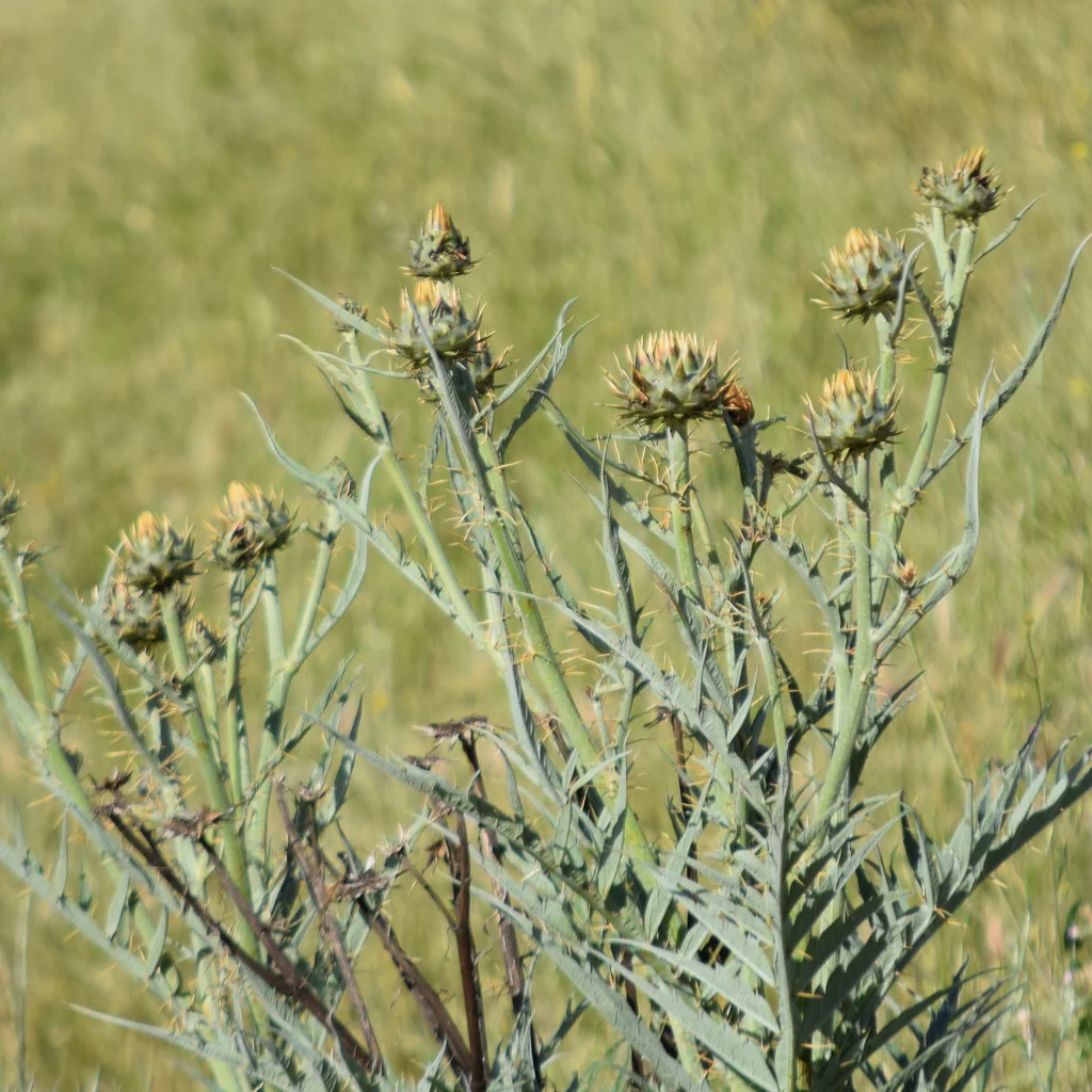 Cynara cardunculus