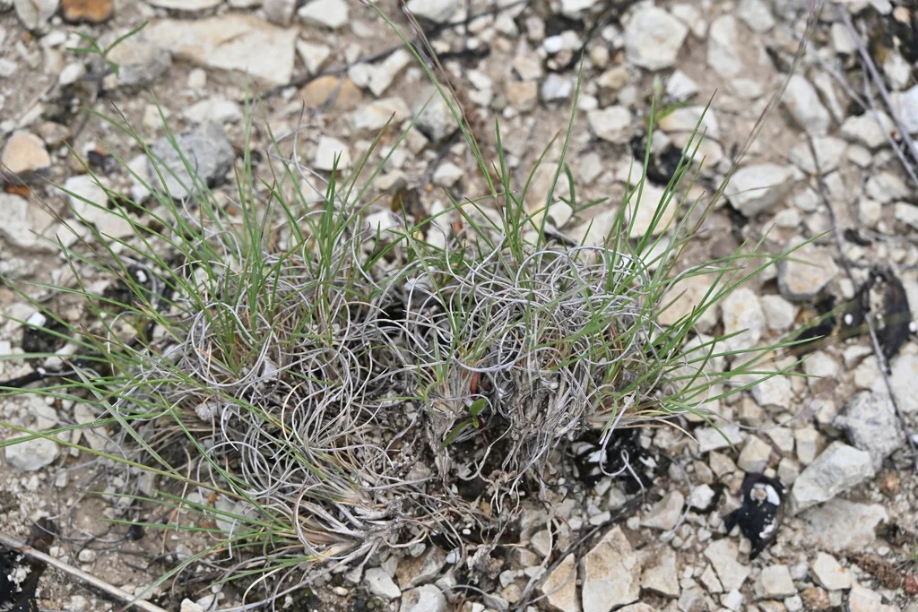 Muhlenbergia Reverchonii