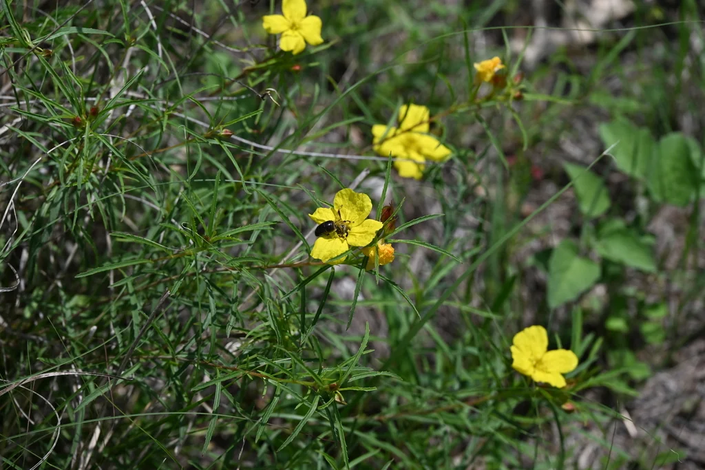 Calylophus Berlandieri