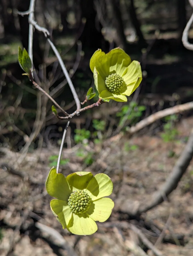 Cornus Nuttallii