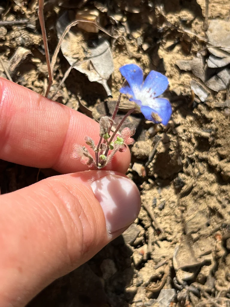 Nemophila Menziesii