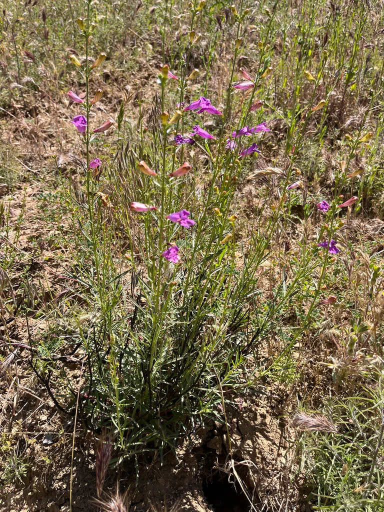 Penstemon Heterophyllus
