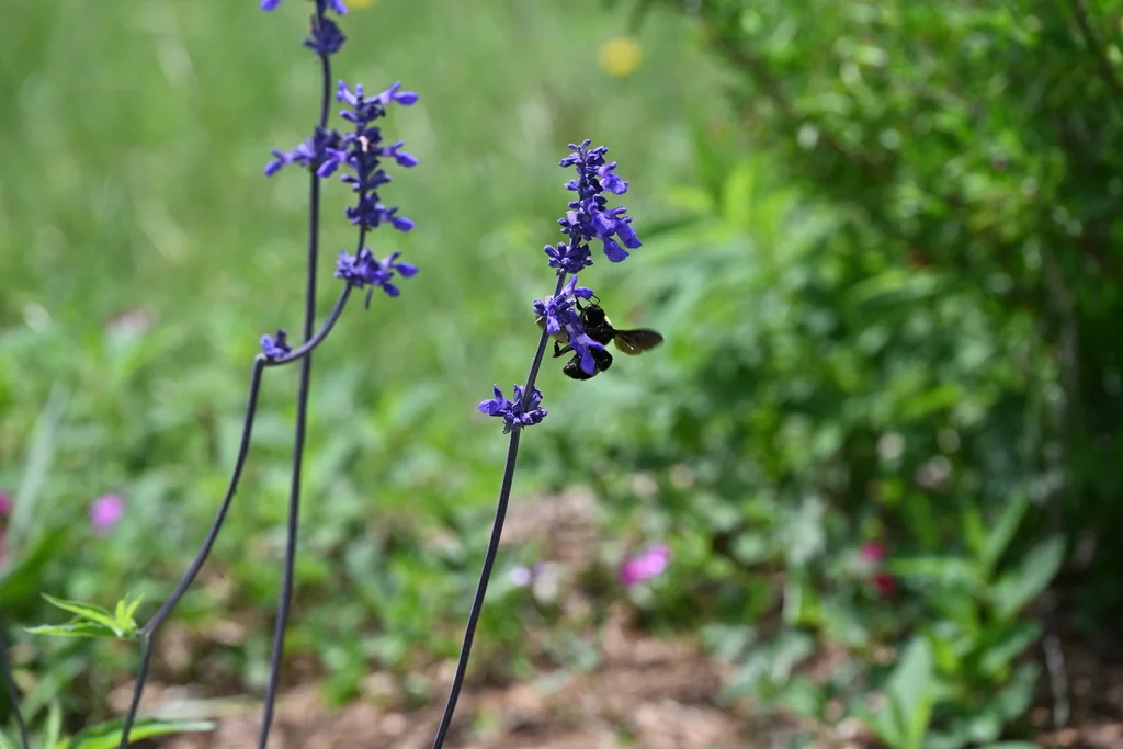 Salvia farinacea