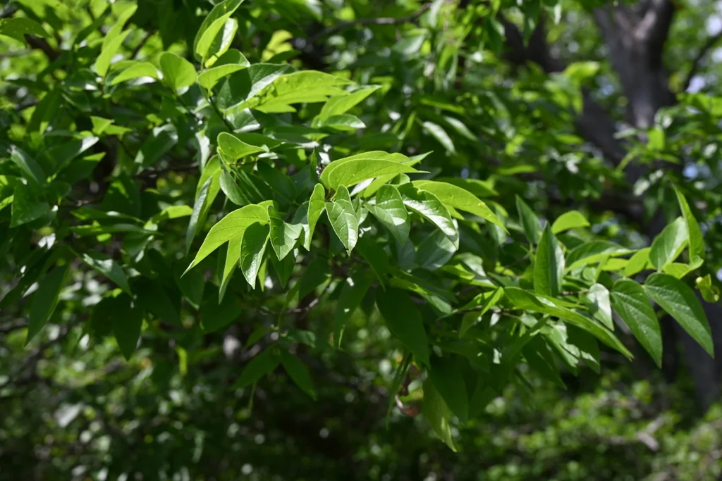 Celtis Laevigata