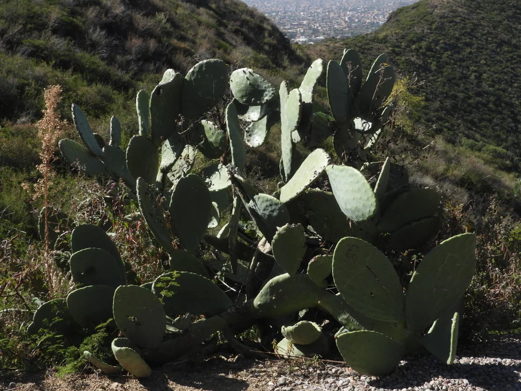 Opuntia Paraguayensis