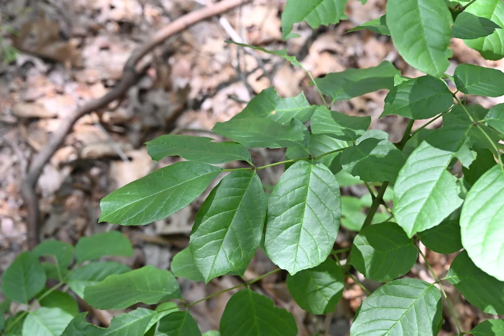 Fraxinus Texensis
