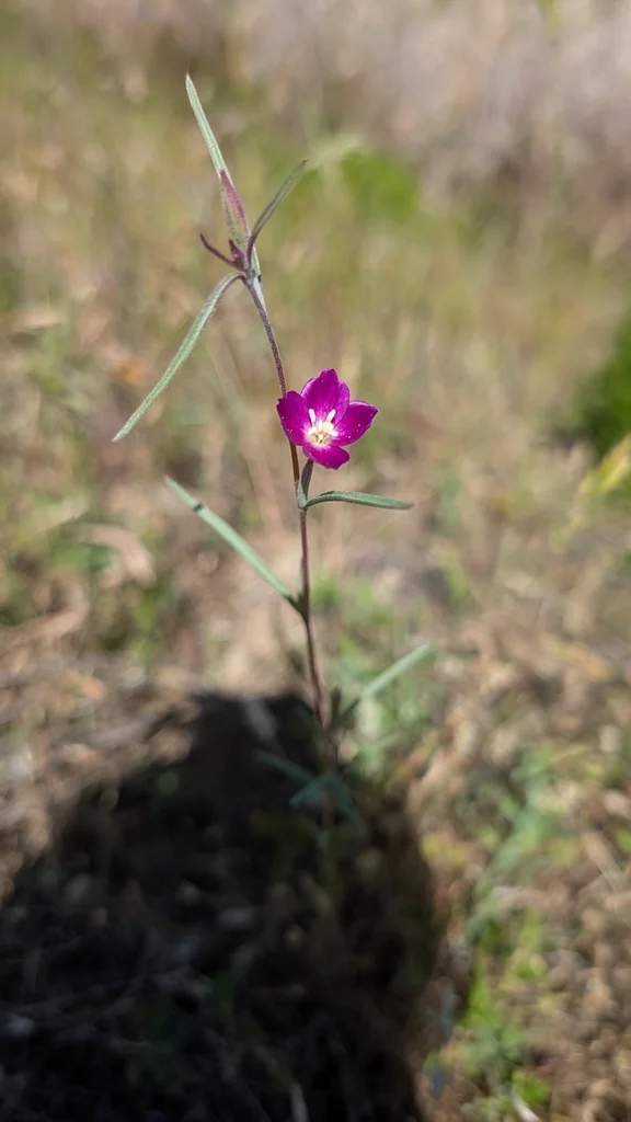 Clarkia Purpurea