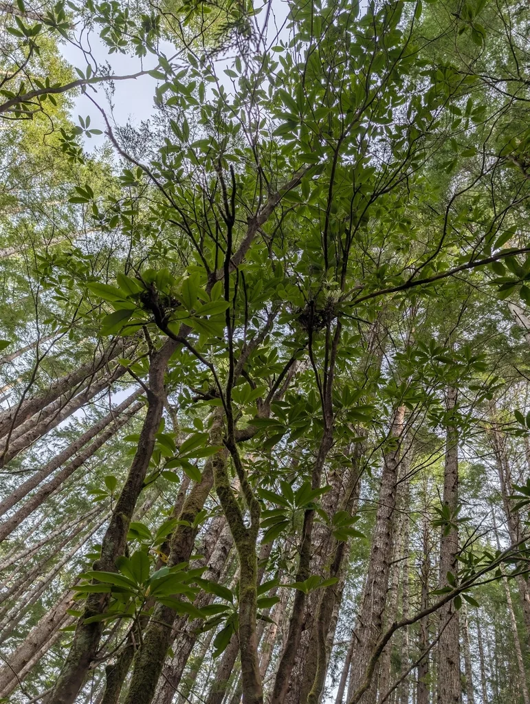 Rhododendron Macrophyllum