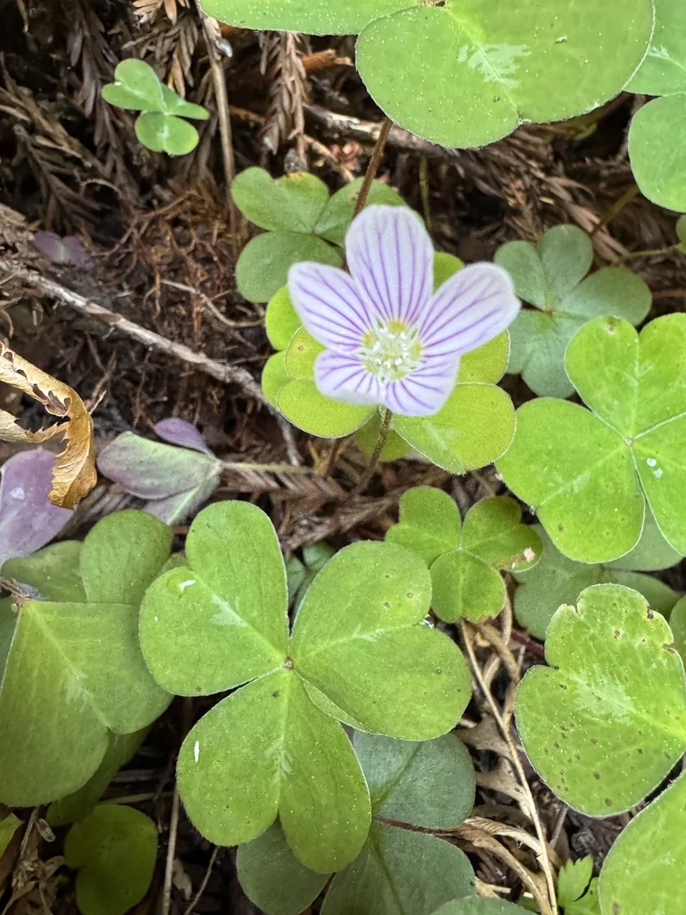 Oxalis Oregana