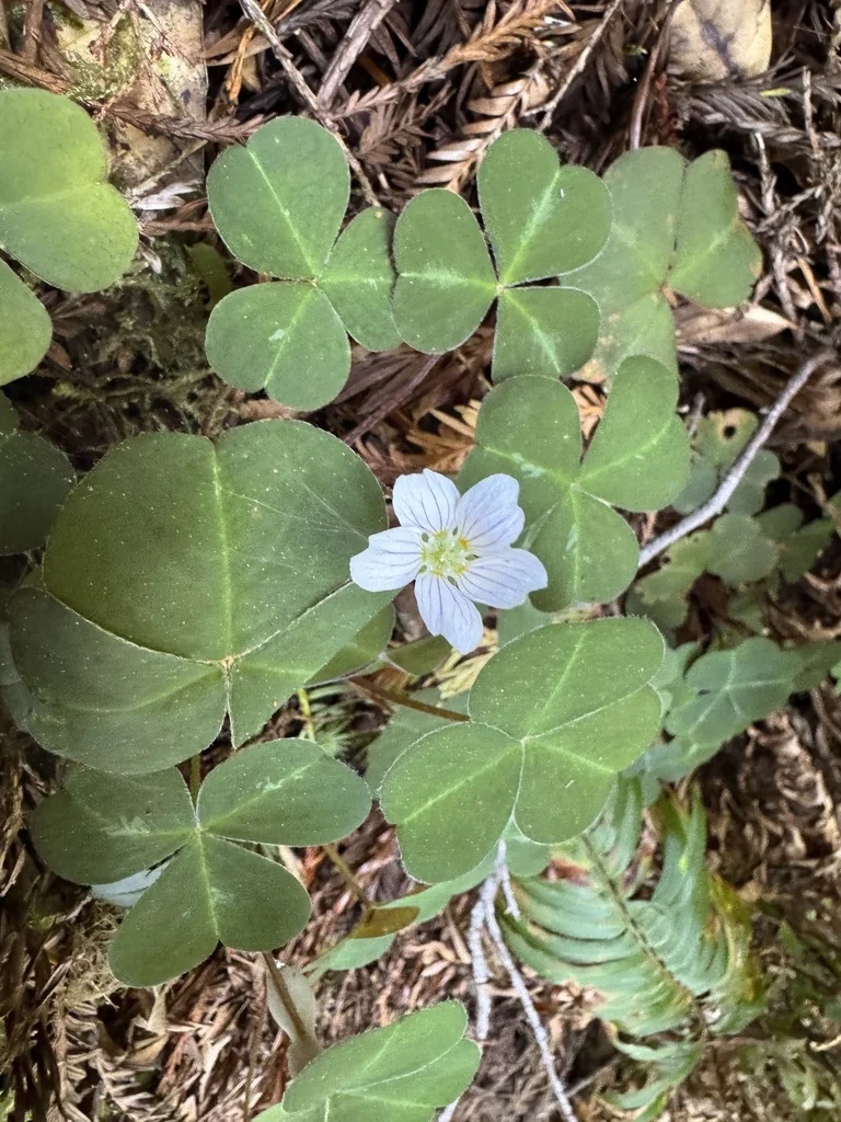 Oxalis Oregana