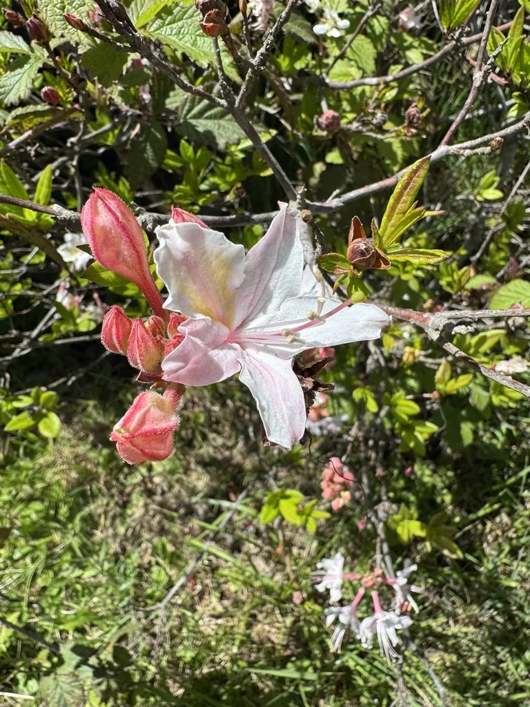 Rhododendron Occidentale