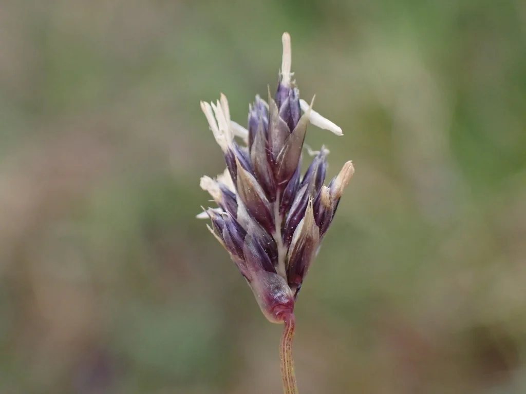 Sesleria Caerulea