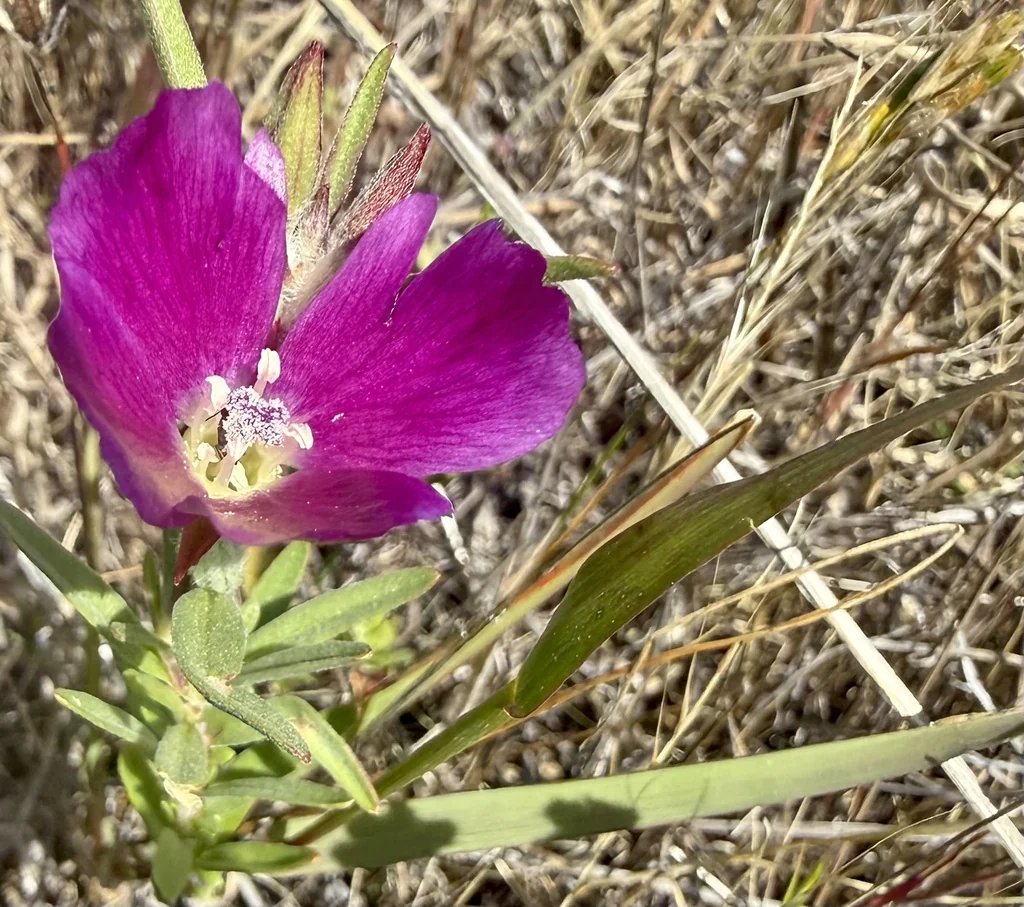 Clarkia Purpurea