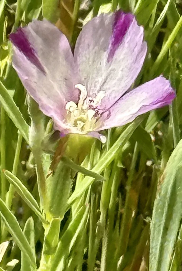 Clarkia Purpurea