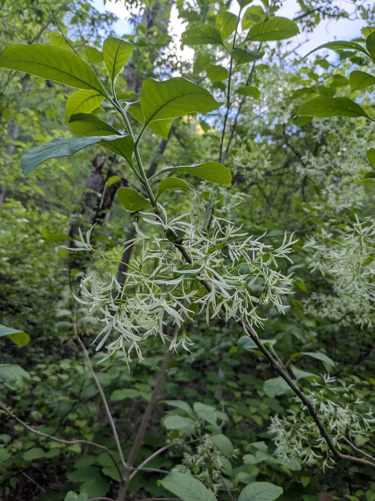 Chionanthus Virginicus