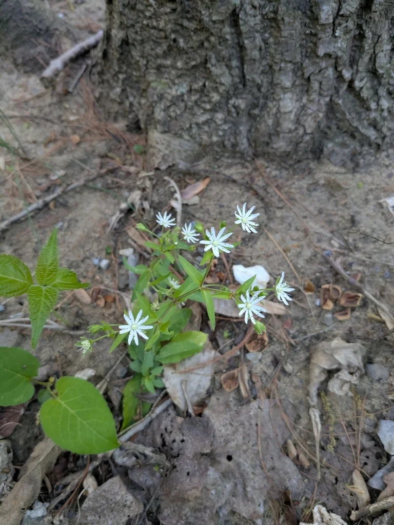 Stellaria Pubera