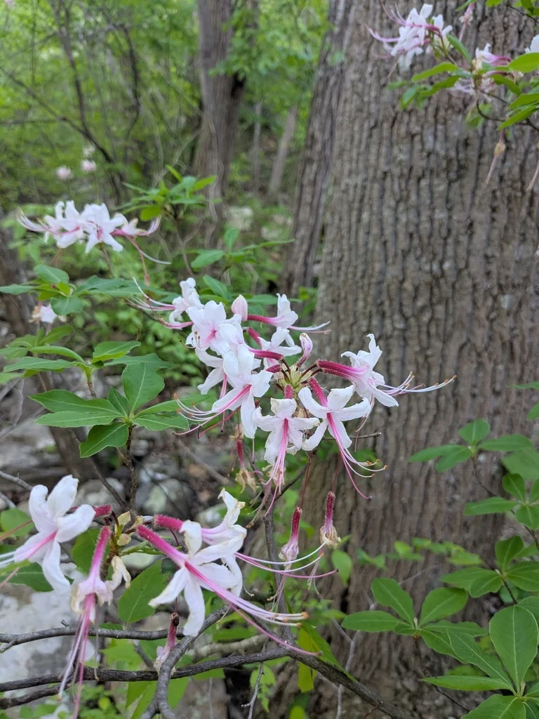 Rhododendron Periclymenoides