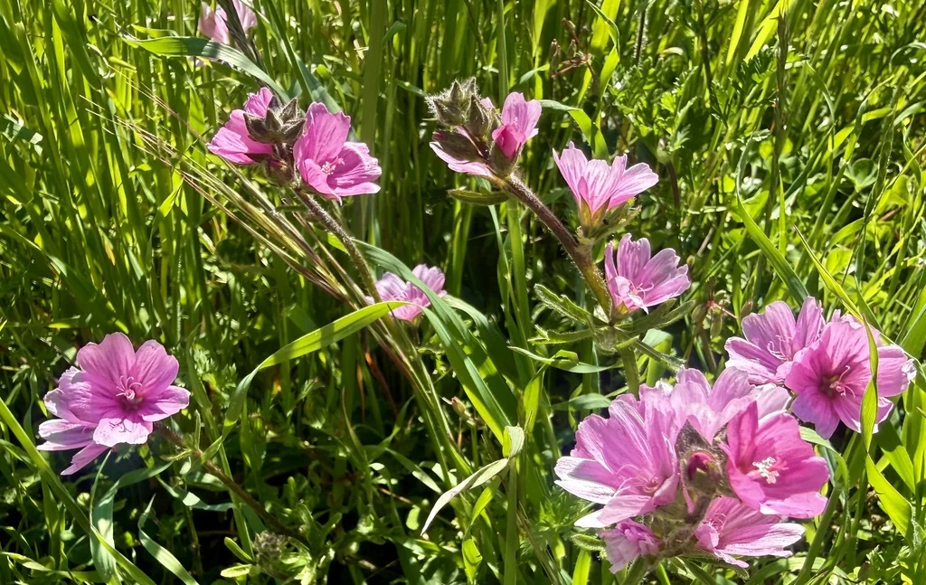 Sidalcea Malviflora