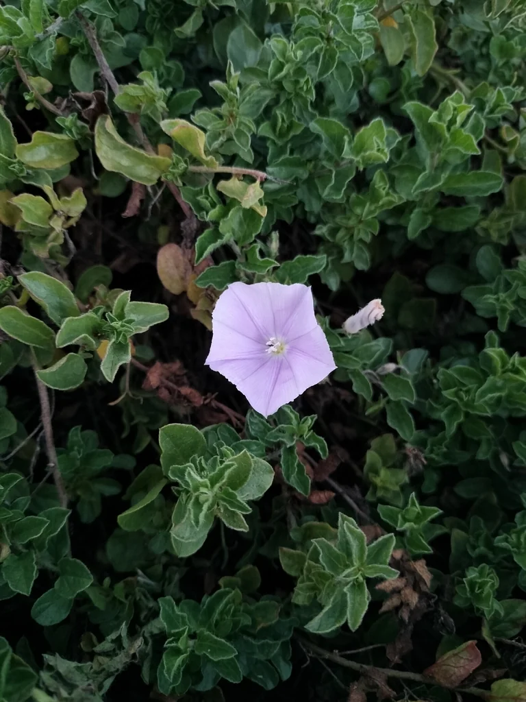 Convolvulus Sabatius