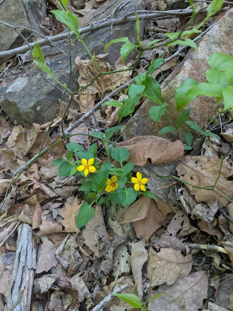 Chrysogonum Virginianum