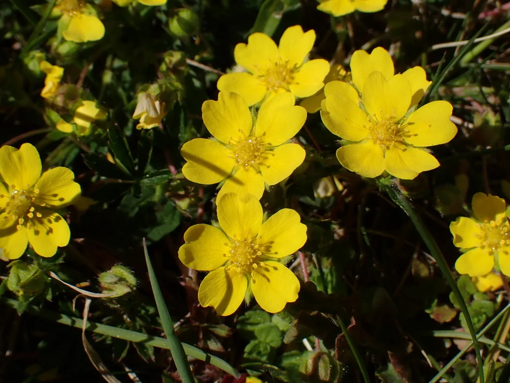 Potentilla Neumanniana