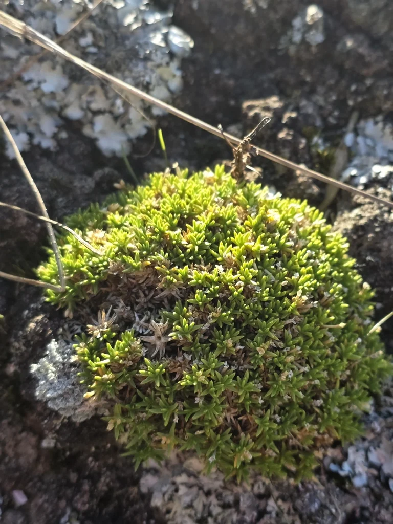 Scleranthus Biflorus