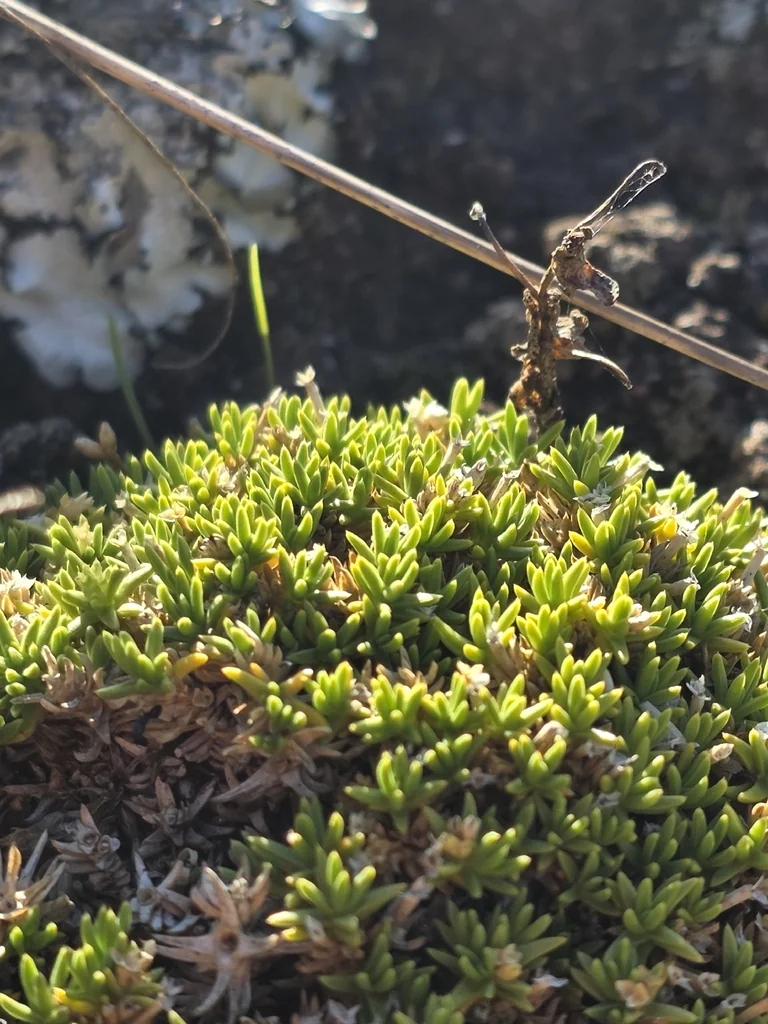 Scleranthus Biflorus