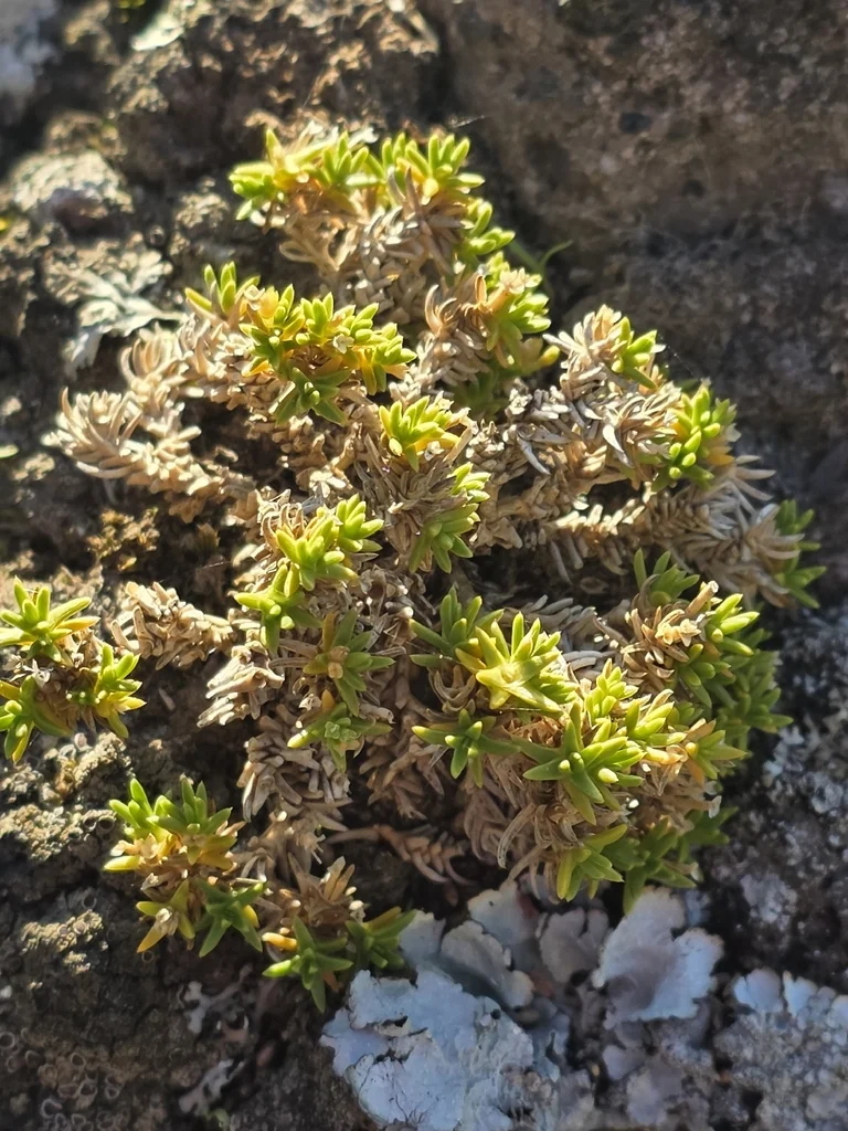 Scleranthus Biflorus