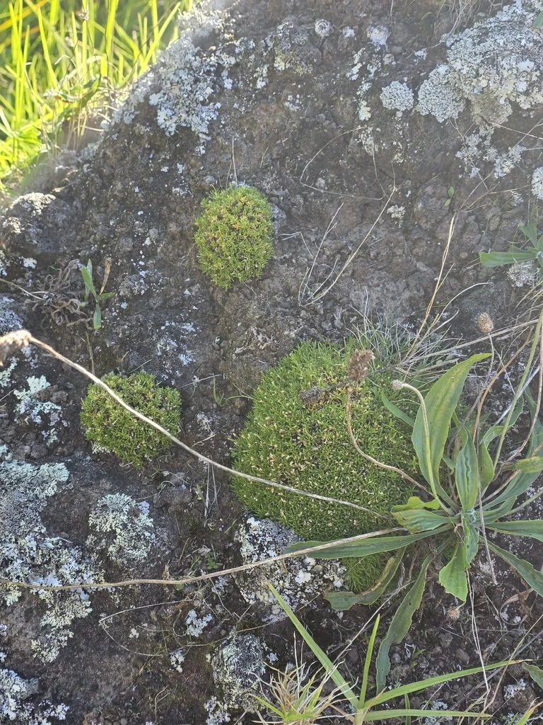 Scleranthus Biflorus