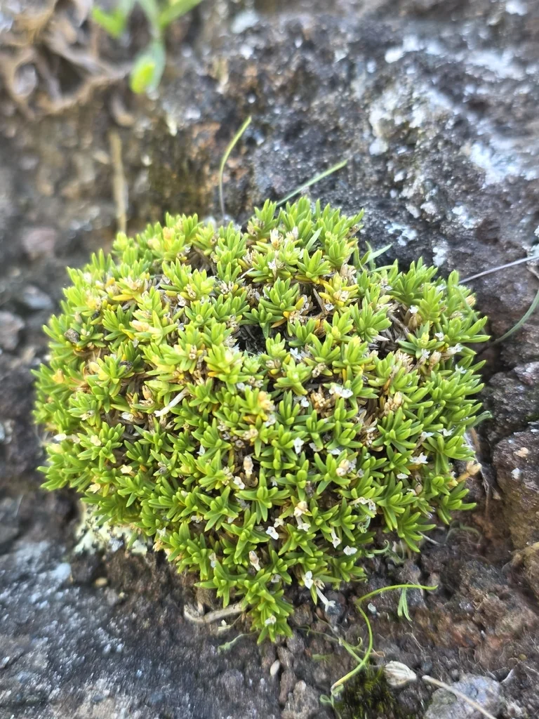 Scleranthus Biflorus