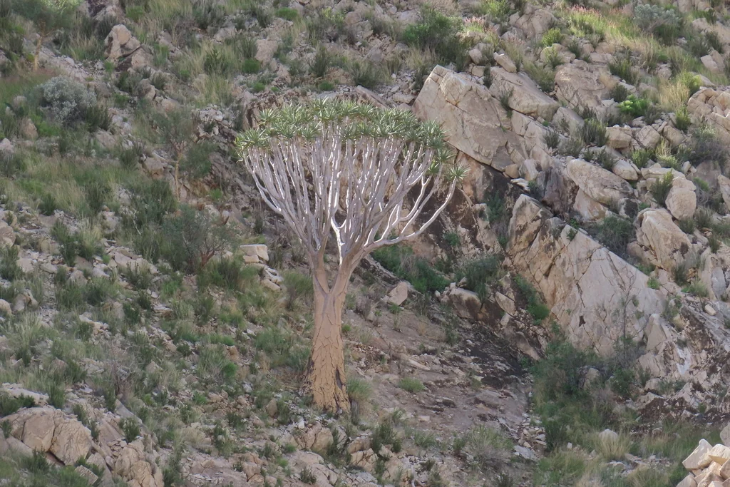 Aloe Dichotoma