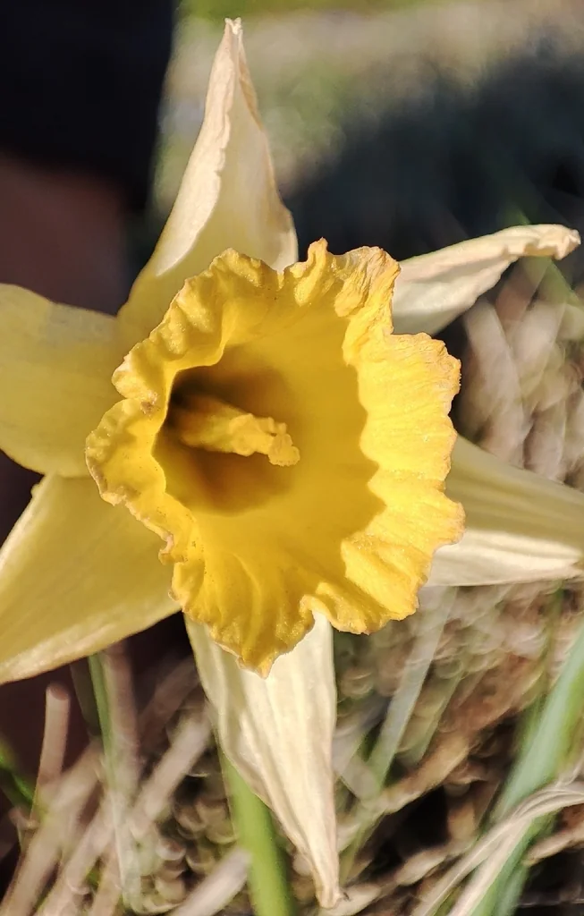 Narcissus Pseudonarcissus
