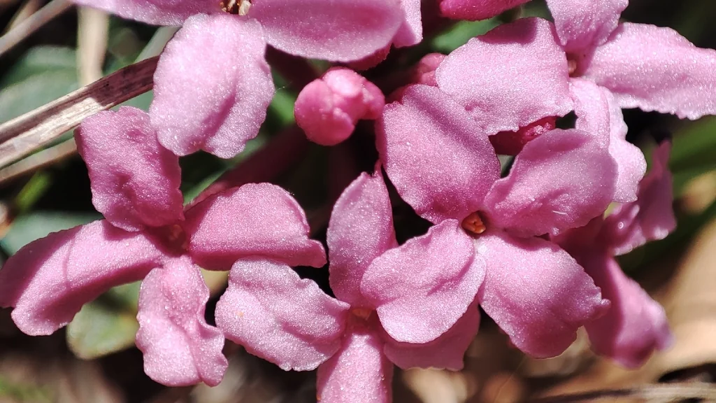 Daphne Cneorum