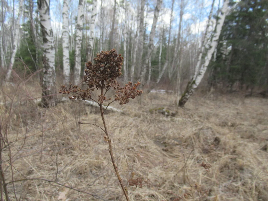 Spiraea Arguta
