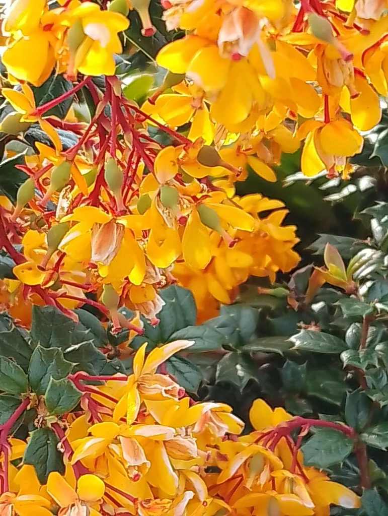 Berberis Darwinii