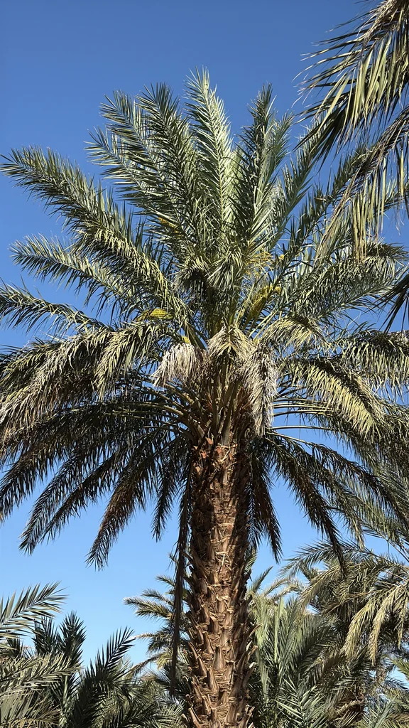Phoenix Dactylifera