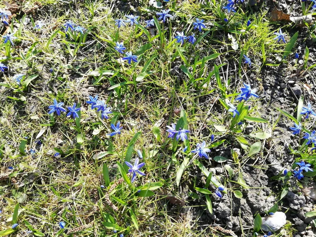Scilla Siberica