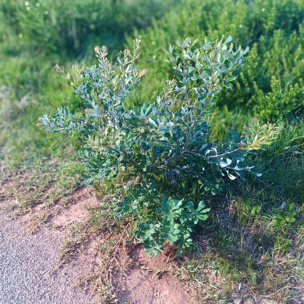 Banksia Integrifolia