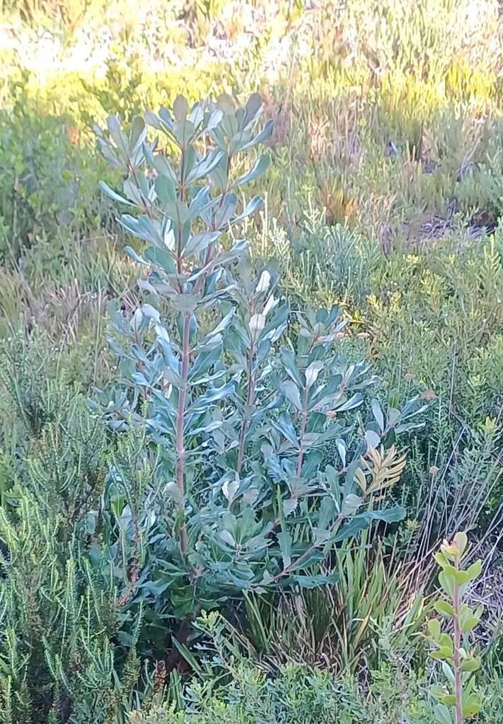 Banksia Integrifolia