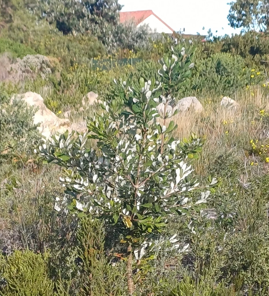 Banksia Integrifolia