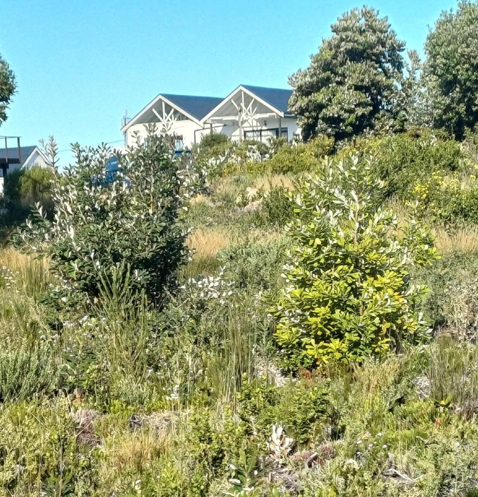 Banksia Integrifolia