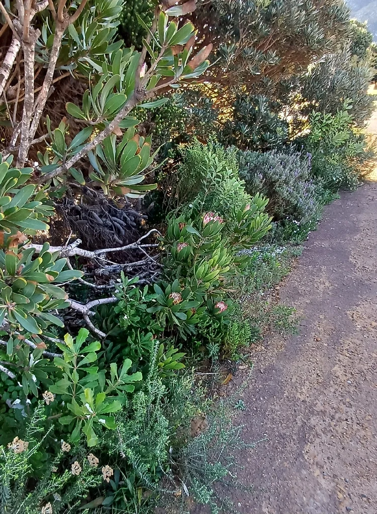 Banksia Integrifolia