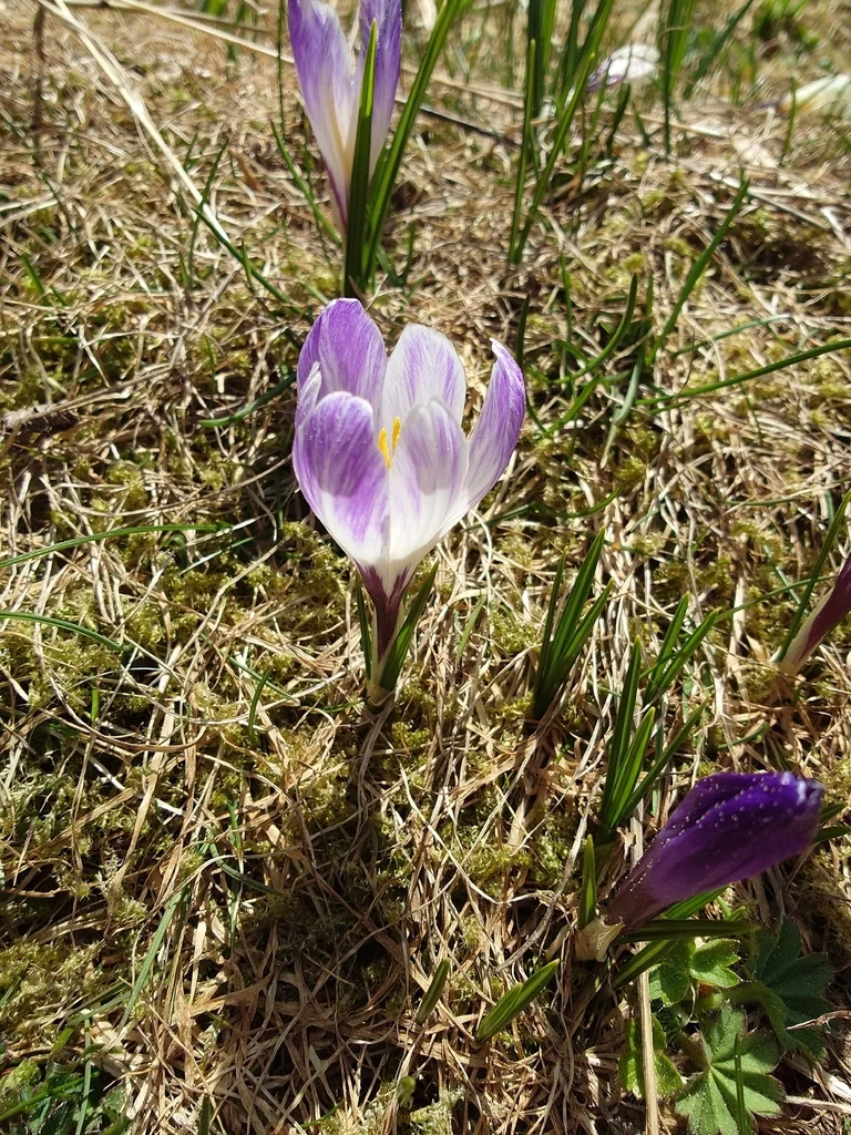 Crocus Vernus