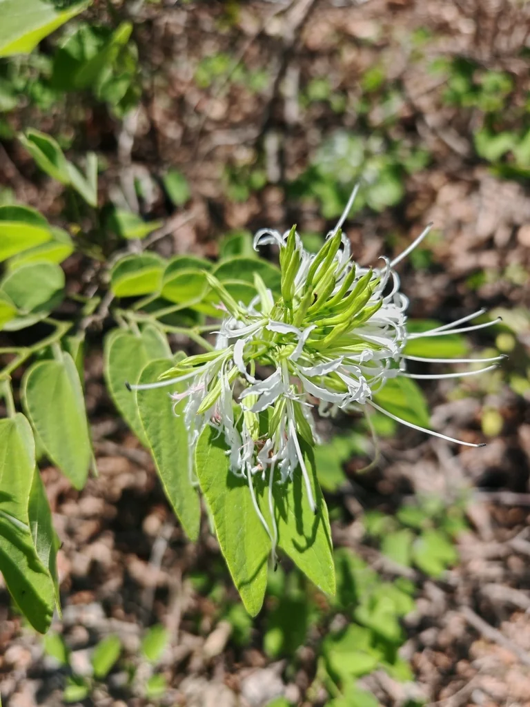 Bauhinia Mexicana