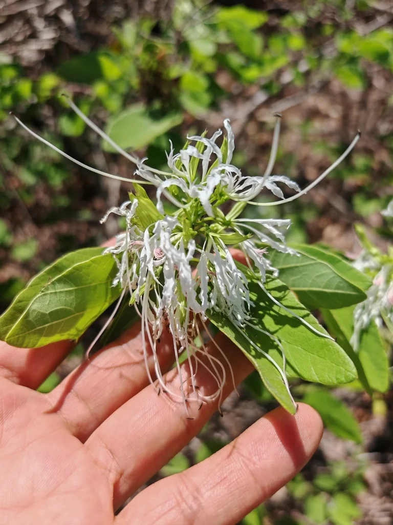 Bauhinia Mexicana