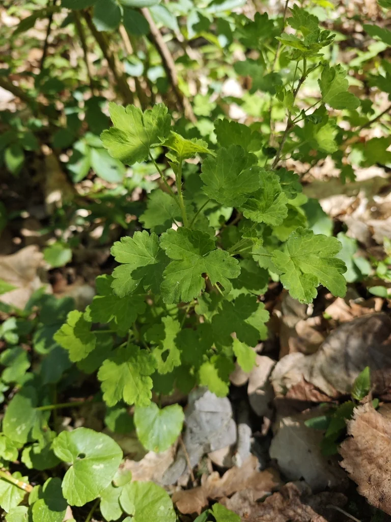 Ribes Uva-Crispa