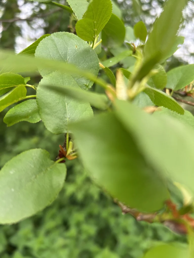 Alnus Cordata