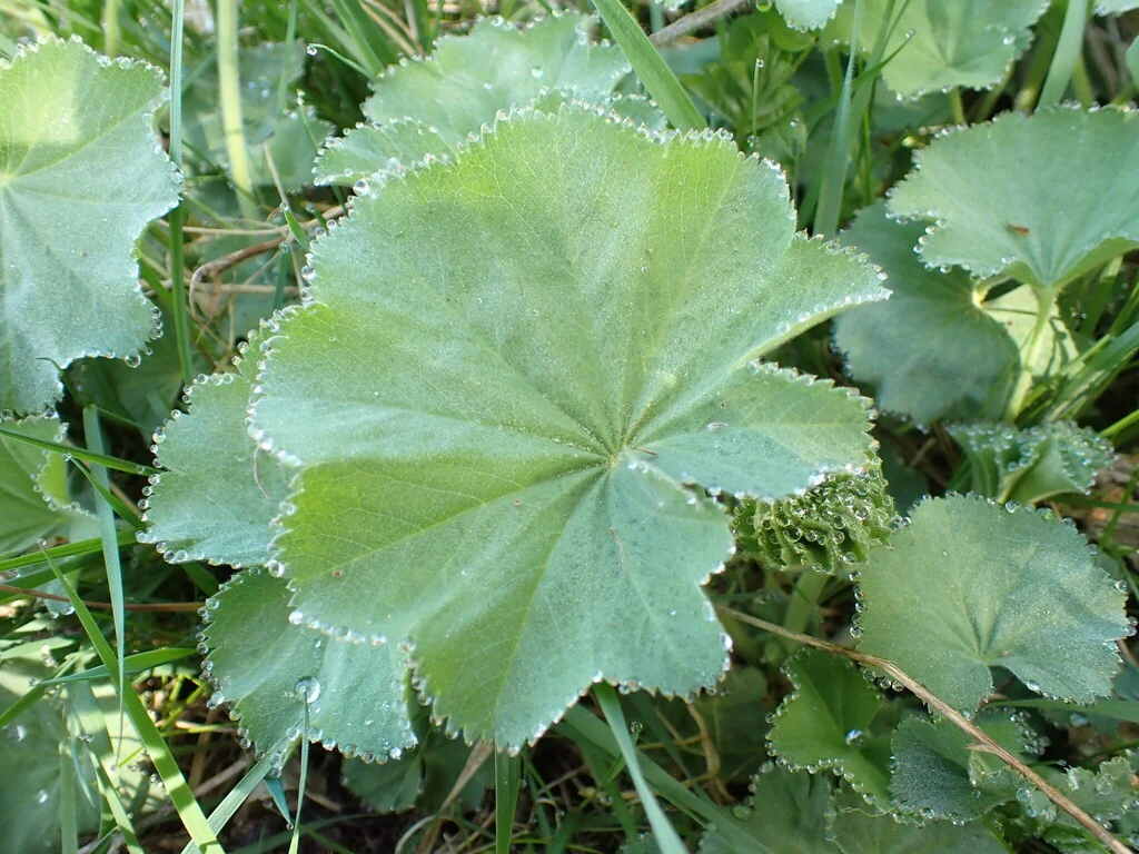 Alchemilla Mollis